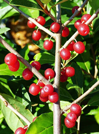 3 Adet Güz Yemişi (Elaeagnus multiflora) Fidanı - Meyve Veren Dayanıklı Fidanlar, 1-2 Yaş Arası Tüplü