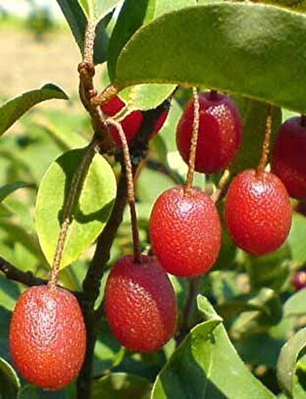 3 Adet Güz Yemişi (Elaeagnus multiflora) Fidanı - Meyve Veren Dayanıklı Fidanlar, 1-2 Yaş Arası Tüplü