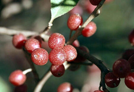 3 Adet Güz Yemişi (Elaeagnus multiflora) Fidanı - Meyve Veren Dayanıklı Fidanlar, 1-2 Yaş Arası Tüplü