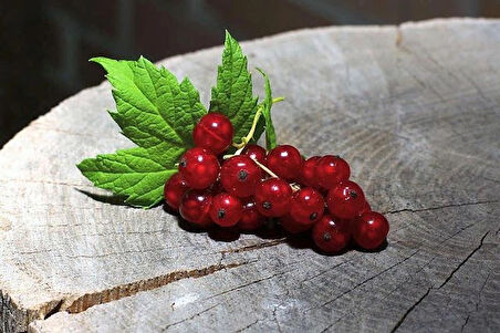 1-2 Yaş Arası Tüplü Kırmızı Meyveli Frenk Üzümü (Ribes rubrum) Fidanı - Bahçenize Şifalı ve Lezzetli Meyveler Katın