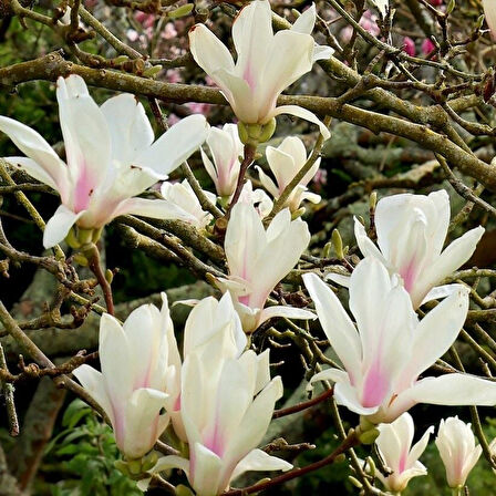 Magnolıa Soulangeana Alba Superba Yoğun Kokulu Beyaz Çiçekli Manolya Fidanı