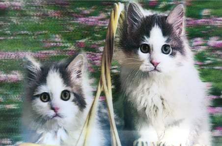 Delux Serisi Ofis Süsü Ev Hediyesi Hediyelik Eşya Sevimli Kediler İkili Kedi Resmi Tablosu 40x60 cm