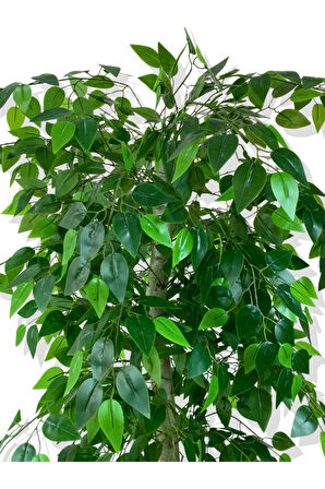 BENJAMİN 180 CM YAPAY AĞAÇ 30x30 GOLD KEMERLİ SAKSI