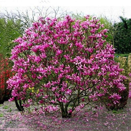 Magnolıa Soulangeana Susan Yoğun Kokulu Pembe  Çiçekli Manolya Fidanı