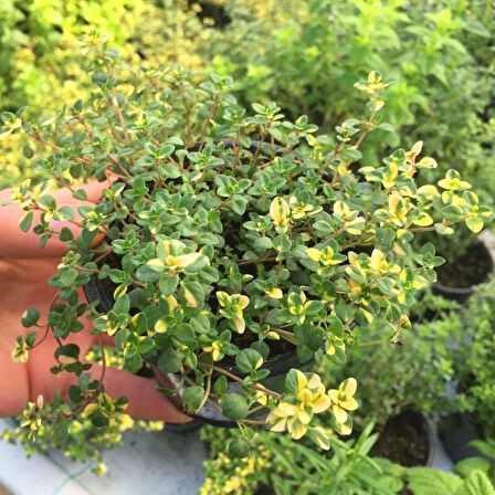 Aromatik Lemon Cascata Yayılıcı Kekik Fidesi (1 adet)