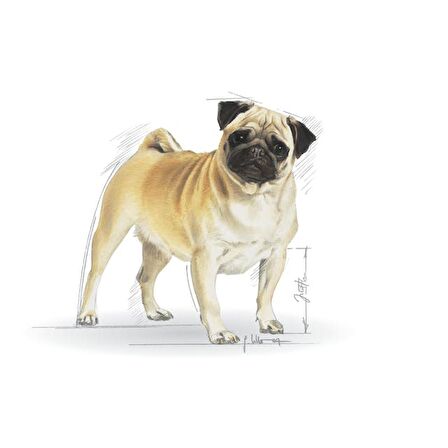 Royal Canin Pug Yetişkin Kuru Köpek Maması 1.5kg