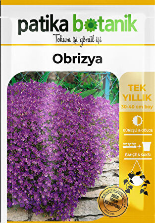 100 Adet Obrizya Çiçek Tohumu (Aubrieta)