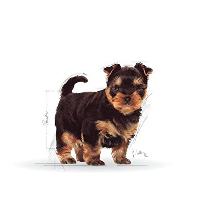 Royal Canin Yorkshire Terrier Junior 1.5 kg Yavru Köpek Maması