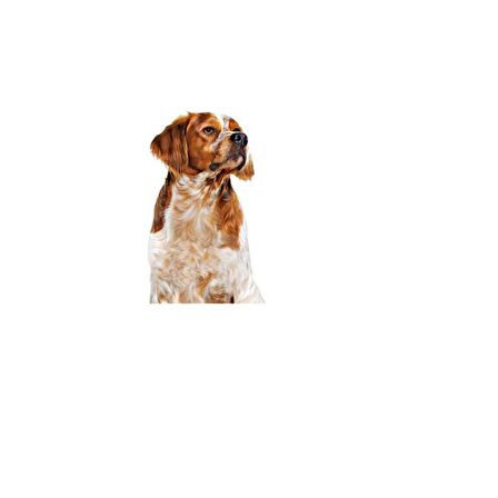 Royal Canin Orta Irklar için Yaş Konserve Köpek Maması 410g