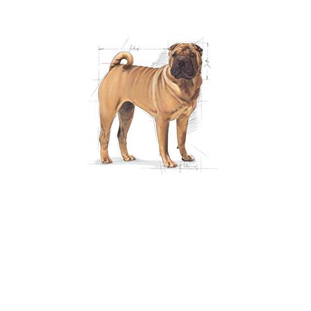 Royal Canin Medium Dermacomfort Kuru Köpek Maması 12kg