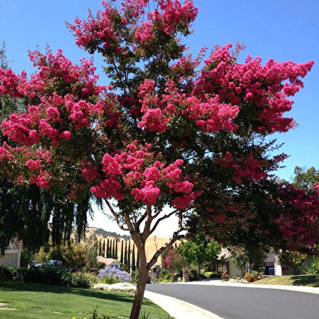 "2 Yaşında Pembe Oya Ağacı (Lagerstroemia indica) Fidanı - Bahçenize Renkli ve Zarif Çiçekler"