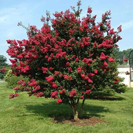 "2 Yaşında Pembe Oya Ağacı (Lagerstroemia indica) Fidanı - Bahçenize Renkli ve Zarif Çiçekler"