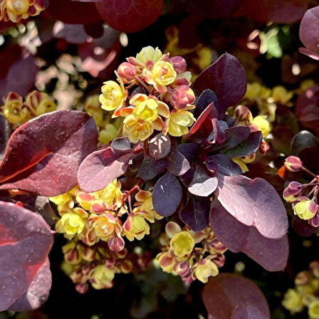 "Bahçeniz İçin Kırmızı Yapraklı Mahonia Fidanı - Estetik ve Dayanıklı"40 cm tüplü