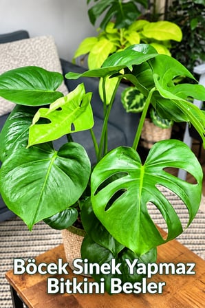15 Litre- Tropikal Bitki Toprağı Monstera-Alocesia-Schefflera Için Sinek Yapmayan Formül