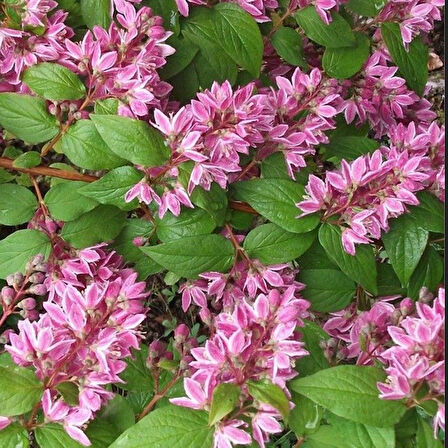 Nadir Bitki Tüplü Ebruli Deutzia Tourbillon Rouge Havlu Püskülü Fidanı