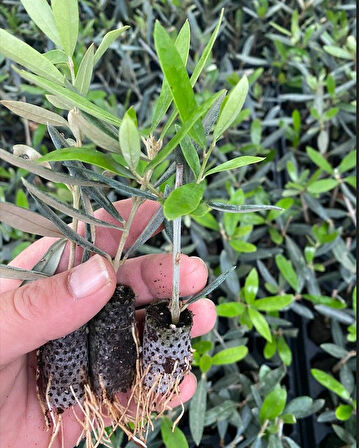 Nikah Düğün Organizasyon İçin Hediyelik Paper Potta Bodur Zeytin Fidanı (100 adet)