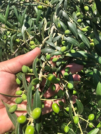 Nikah Düğün Organizasyon İçin Hediyelik Paper Potta Bodur Zeytin Fidanı (100 adet)