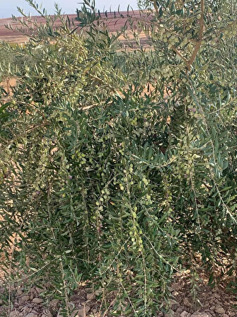 Nikah Düğün Organizasyon İçin Hediyelik Paper Potta Bodur Zeytin Fidanı (100 adet)