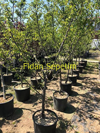 6 Yaş Aşılı Papaz Erik Fidanı