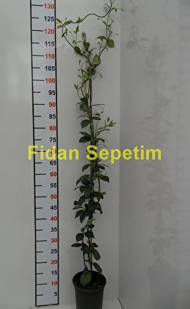 2 Yaş Arap Yasemini Fidanı