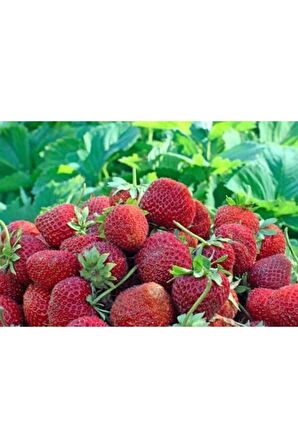 400 Adet Fern Çilek Fidesi Açık Kök Frigo Ve Taze Sökümdür Garantilidir