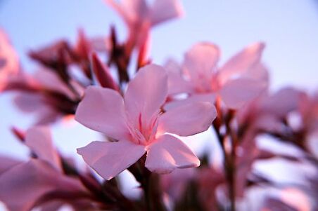 ADA TARIM 1 ADET TÜPLÜ PEMBE ZAKKUM FİDANI (80-100CM) 