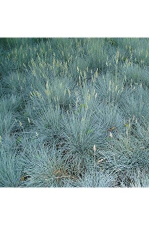Mavi Çim Festuca Glauca ( saksılı ) 