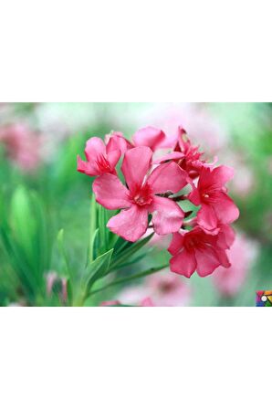 Tüplü Zakkum Fidanı Pembe Çiçekli 2 Yaş