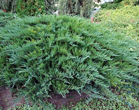 Sabin Ardıç Fidanı 50_60 Cm Juniperus Sabina 