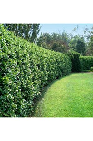 Çit Bitkisi Ligustrum Kurtbağrı Fidanı Boy 90-110cm 4 Adet
