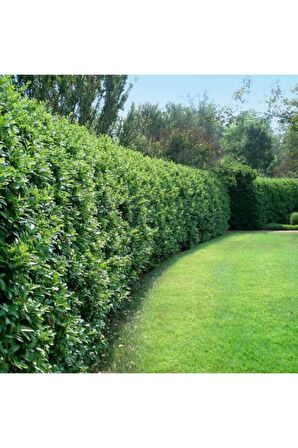 Çit Bitkisi Ligustrum Kurtbağrı Fidanı