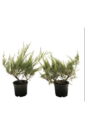 Juniperus Sabina Sabin Ardıcı