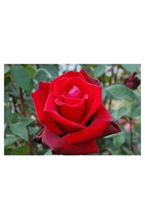 Kırmızı Gül Fidanı Yediveren - Kokulu ( Tüplü )