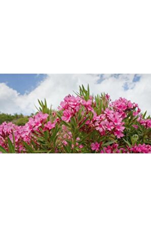 Zakkum Fidanı (pembe)50-60 Cm Saksılı