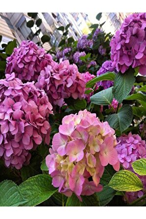 Saksılı/tüplü Pembe Ortanca Çiçeği Fidanı 30 Cm