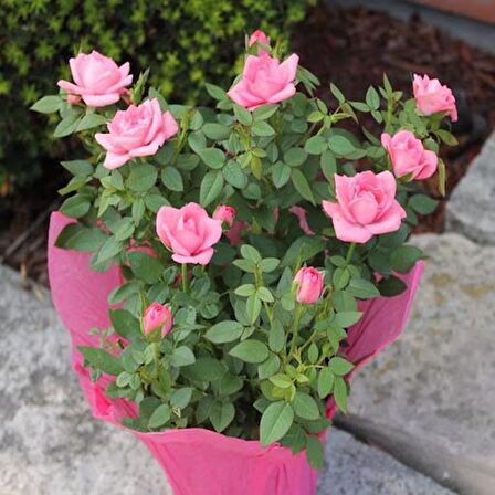 ADA TARIM 2 ADET  TÜPLÜ  BODUR PEMBE GÜL FİDANI 15-25 CM