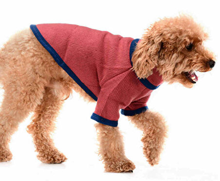 Küçük ve Orta Irk Köpek Sweatshirt - Lusca Bordo - Köpek Kıyafeti