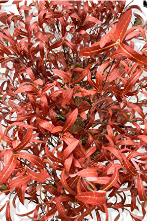 Yapay Kırmızı Zeytin Ağacı 180 Cm