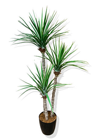 Yapay 3 Gövde Madagaskar Ejderha Ağacı 150 Cm