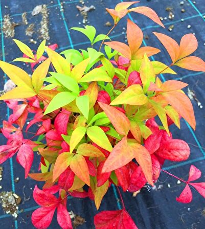 Cennet Bambusu (Nandina Domestica)