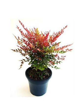 Cennet Bambusu (Nandina Domestica)