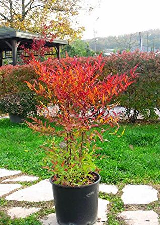 Cennet Bambusu (Nandina Domestica)