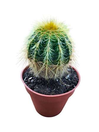 NATOCACTUS MAGNİFİCUS 8,5 CM LİK SAKSIDA 17 CM UZUNLUKTA