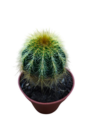 NATOCACTUS MAGNİFİCUS 8,5 CM LİK SAKSIDA 17 CM UZUNLUKTA