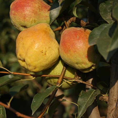 Margarite Armut Fidanı (Saksılı / 150 - 160 cm.)