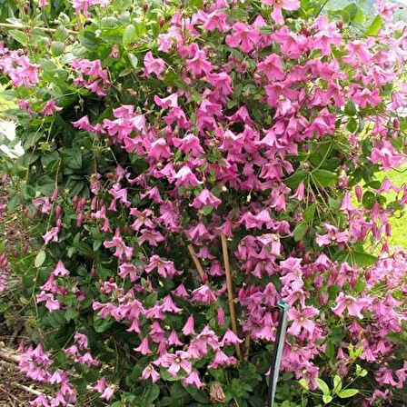 Heather Herschell Clematis Orman Asması Çiçeği Fidanı (5-10 cm)