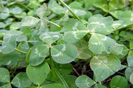 Üçgül Tohumu (250 Gr) Süs Yoncası ( Trifolium Repens )