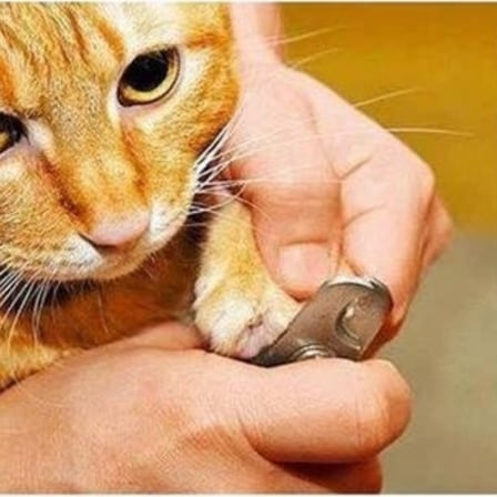 Köpek Vitamini Evcil Hayvan Tırnak Makası Ve Törpü Seti Manikür Pedikür Pati Bakım Aleti Kaymaz Sap