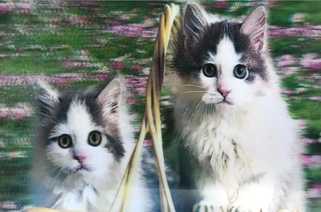 3 Boyutlu Resim Sevimli Kediler İkili Kedi Resmi Tablosu 40x60 Cm