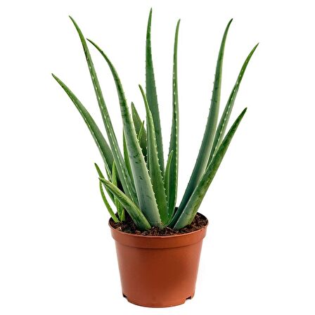 Aloe Vera Bitkisi 5'li Ekonomik Paket